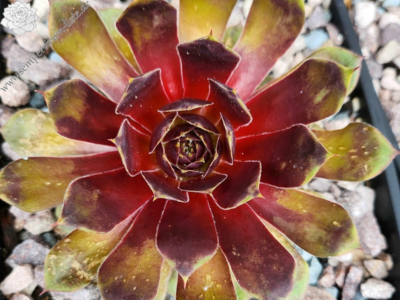 Chick Charms® Gold Crown (Netzfund)