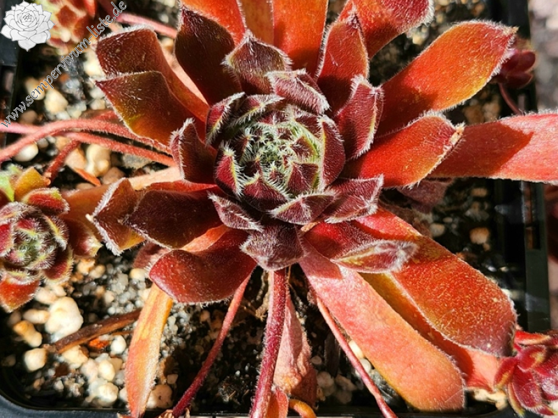 Chick Charmlettes® Happy Holly (Netzfund)