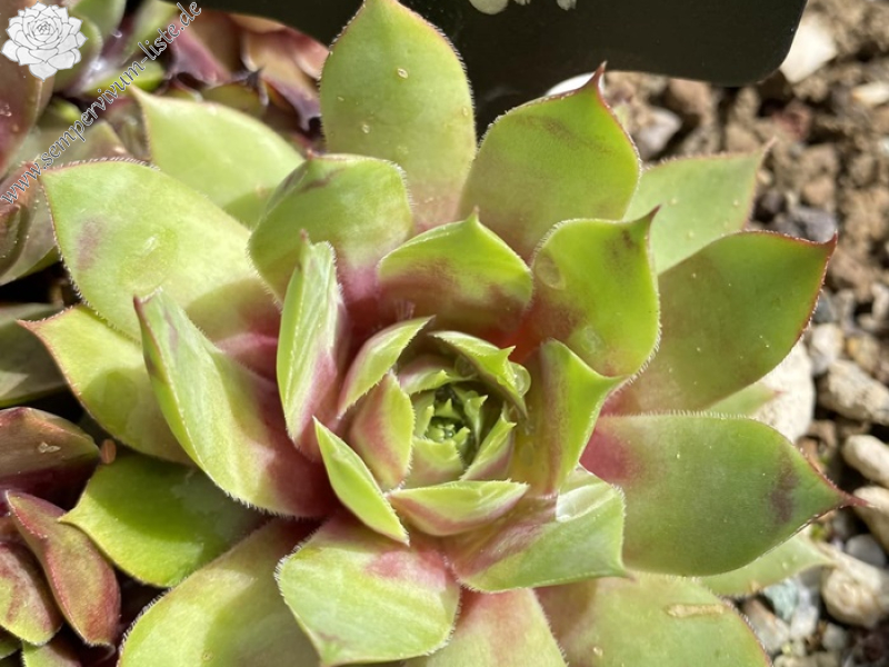 My Lemon Queen (NNG)