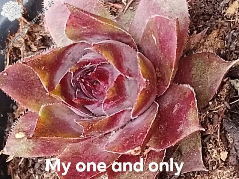 My One And Only
