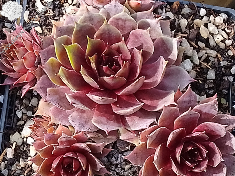 Pink Sunrise