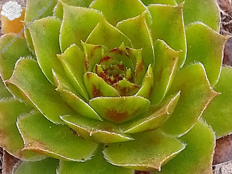 Raffaello