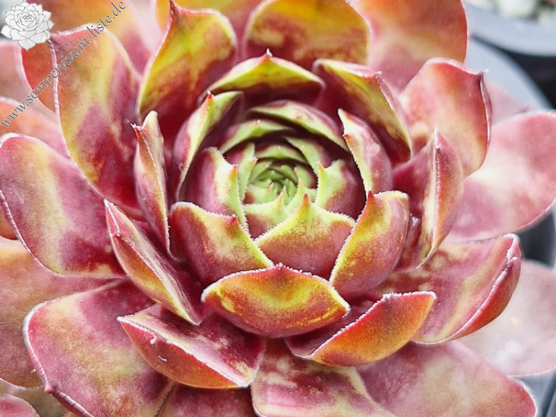 Rampions Hardy Devils