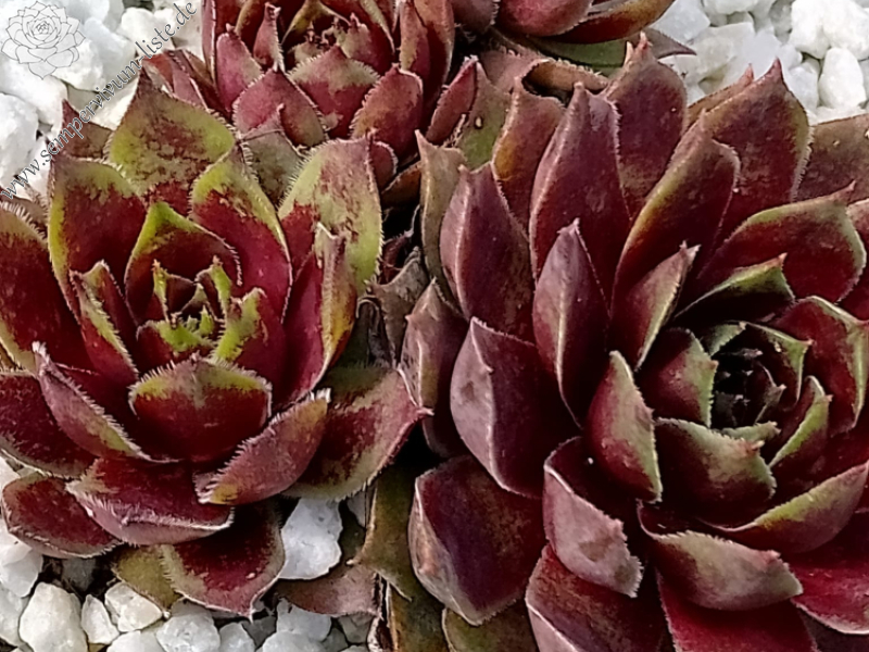 Ruby Glow II