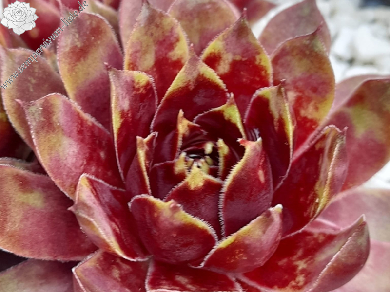 Ruby Glow II