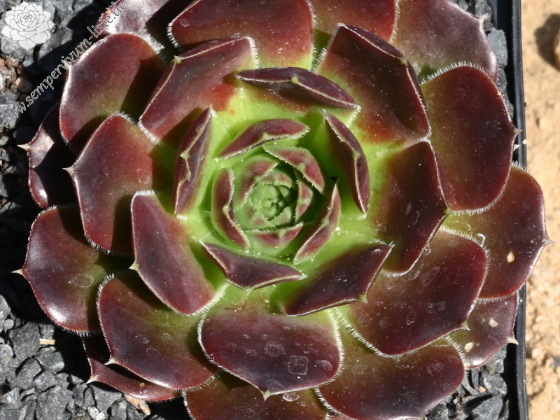 Korspelse Olyna / Jovi