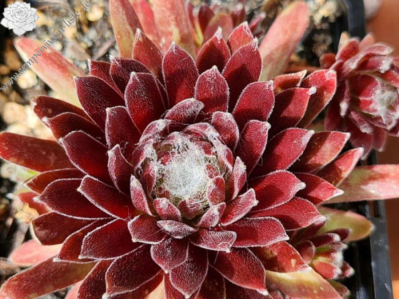 Chick Charmlettes® Sleepy Steve™ (NG)