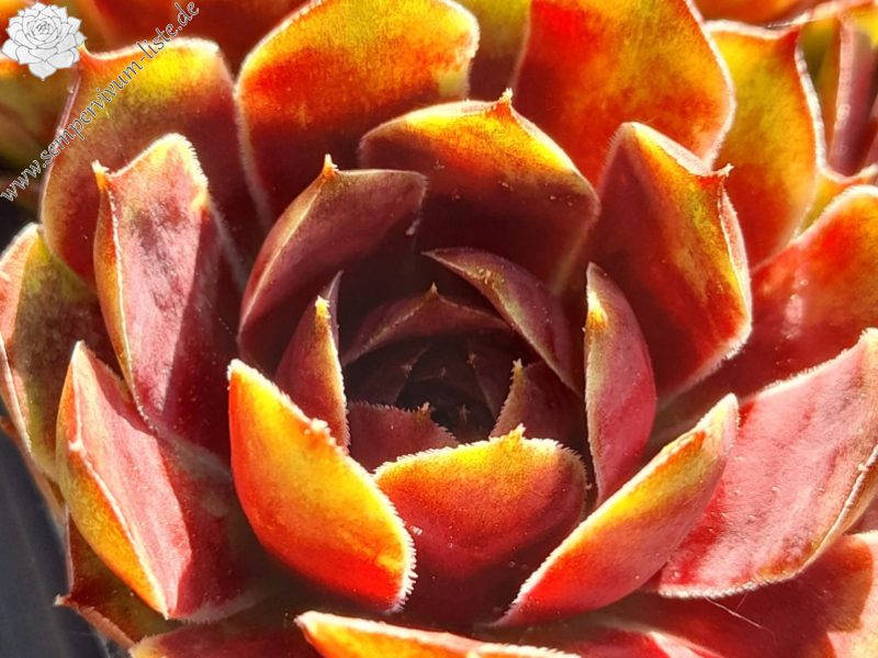 Sonnenschein