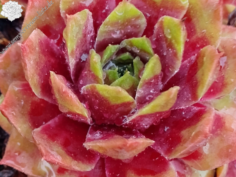 Zelina Argus 