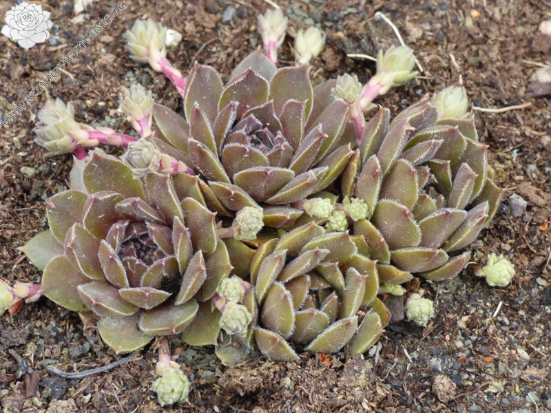 Baby Blush