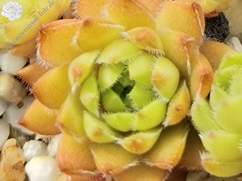 Coco de Mer (NNG)