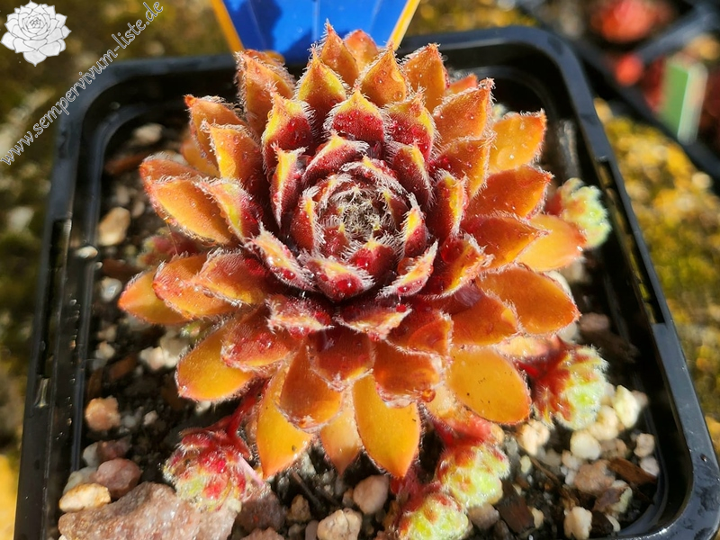 Chick Charms® Gold Dust (Netzfund)