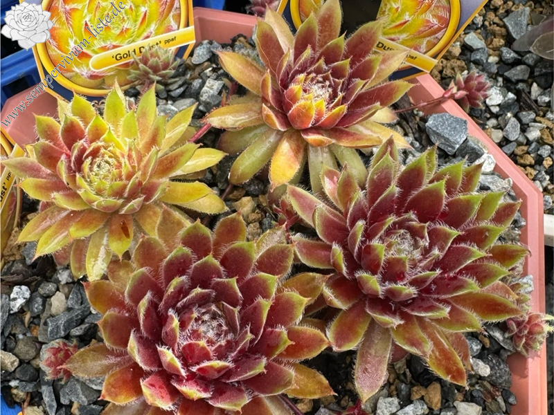 Chick Charms® Gold Dust (Netzfund)