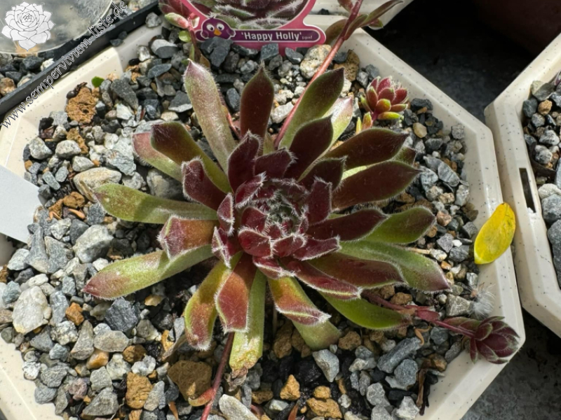 Chick Charmlettes® Happy Holly (Netzfund)