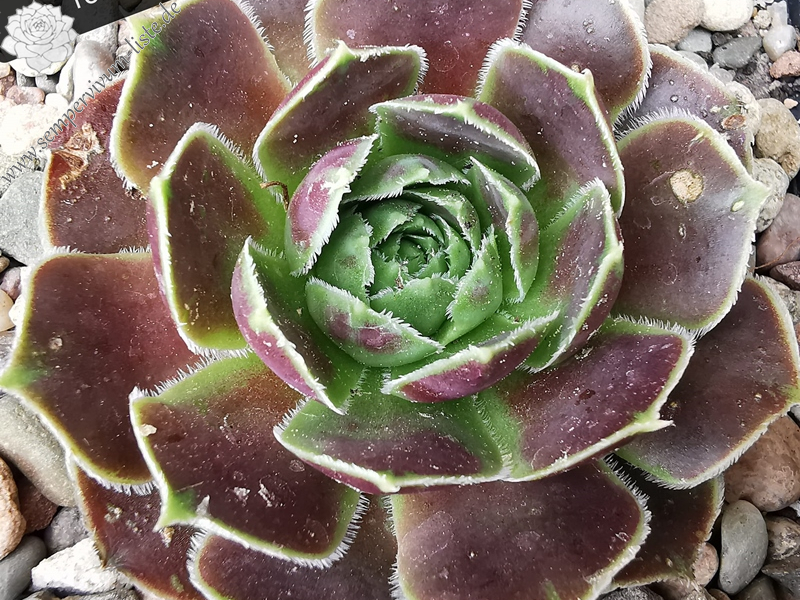 Hatschepsut / Jovi (Netzfund)