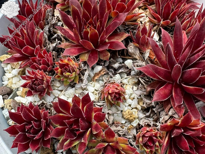 Chick Charms® Lemon Waves (Netzfund)