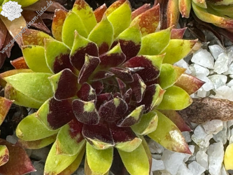 Chick Charms® Mint Chocolate Chip (Netzfund)