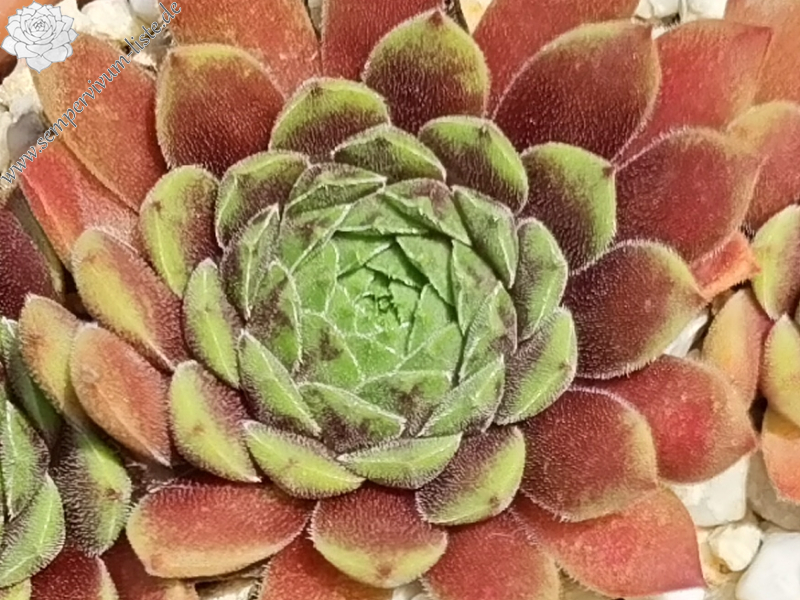 Monty Teddybär (NNG)