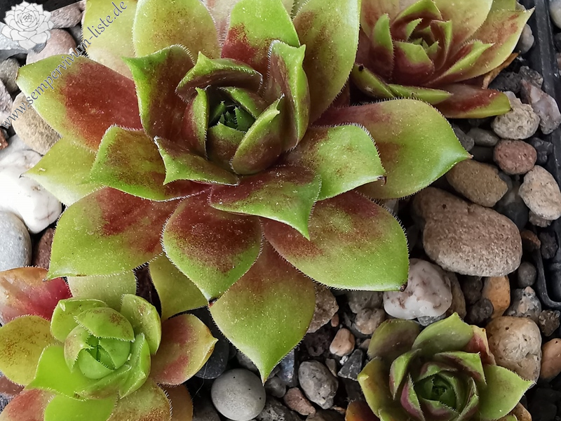 Sonnenherz (Netzfund)