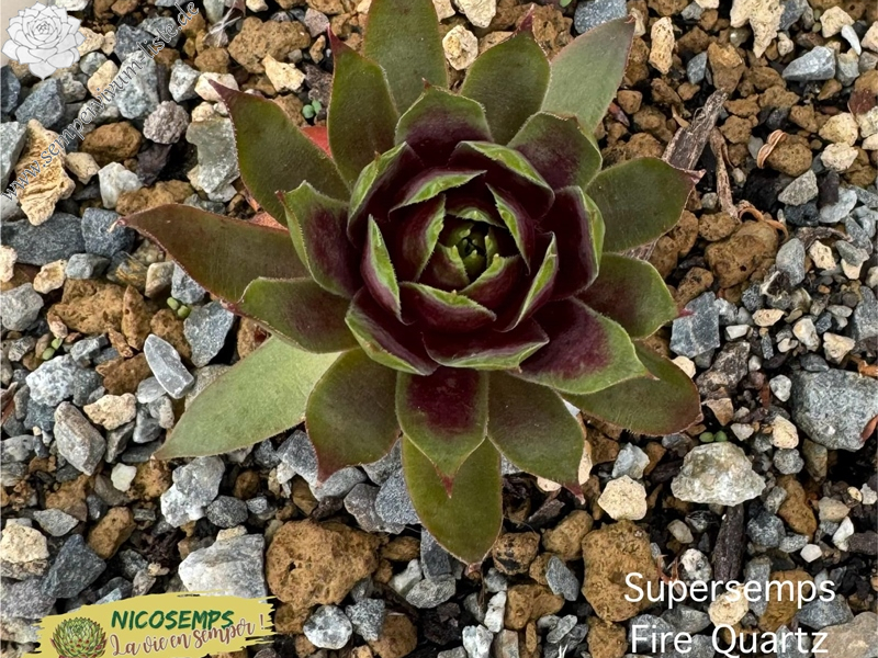 Supersemps® Fire Quartz (Netzfund)