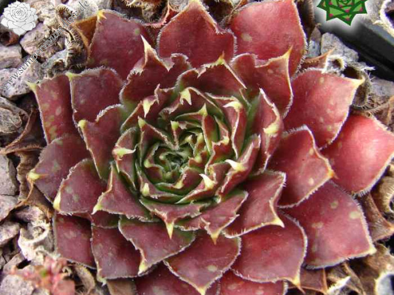 Zauberhut (Netzfund)