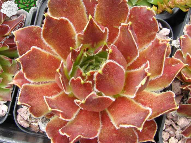 Zauberhut (Netzfund)