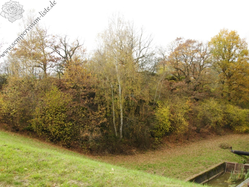 globiferum ssp. globiferum from Blatno, NO