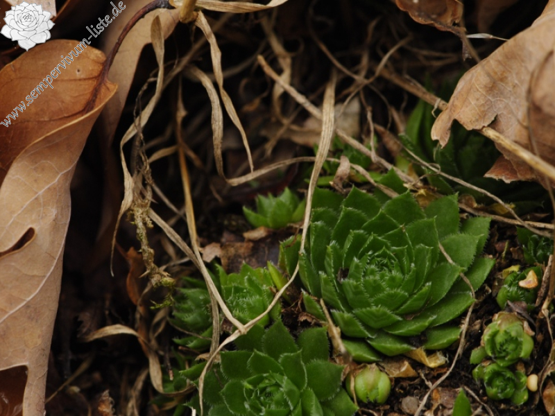 globiferum ssp. globiferum from Blatno, NO