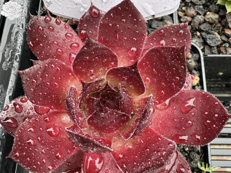 Red Zinger (NNG)