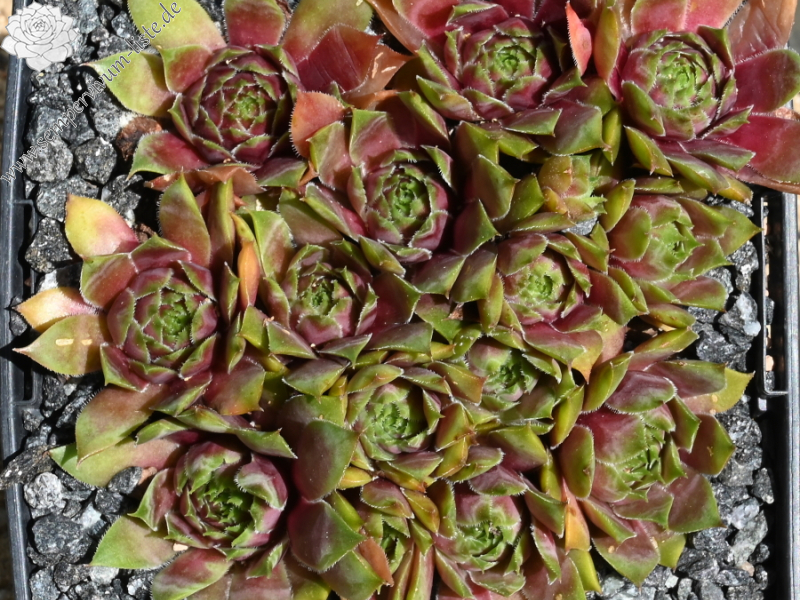 Havendijks Green Tip