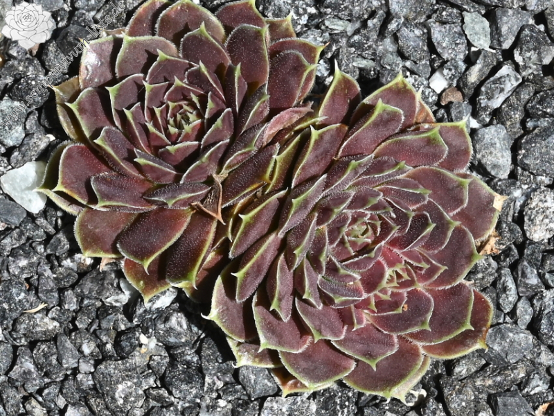 Glowing Light / Jovi