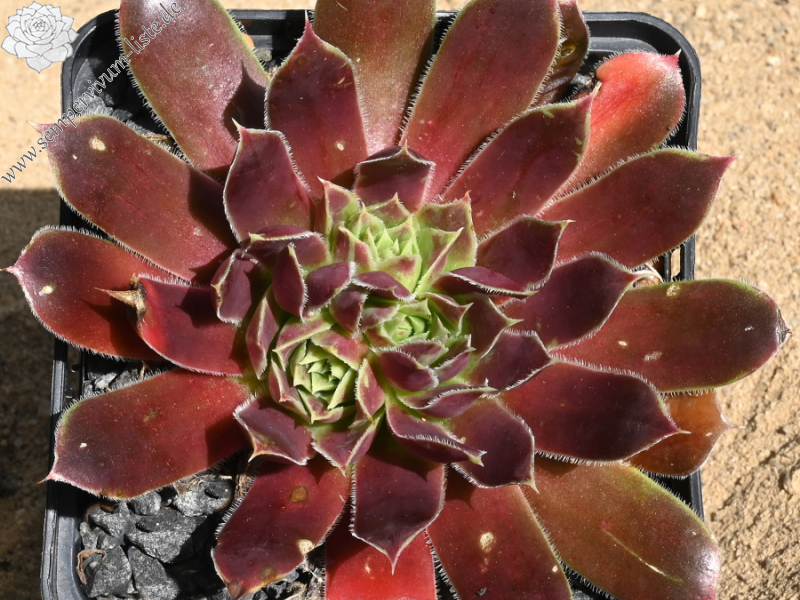 Korspel Secret / Jovi