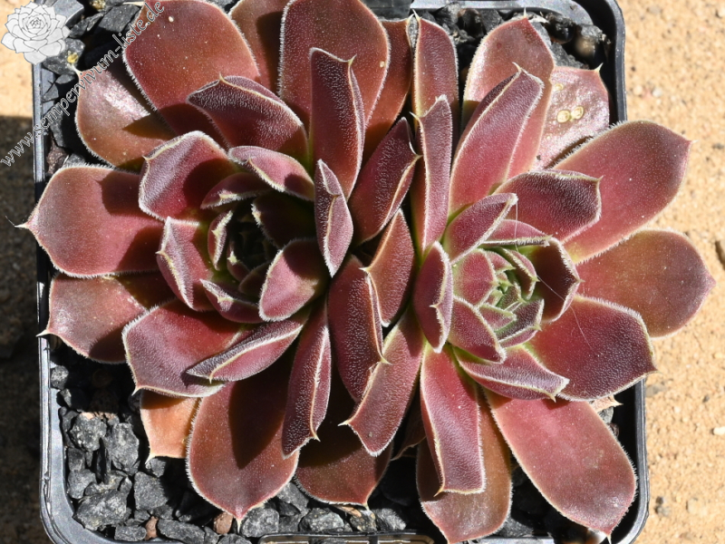 Korspelse Gipsy Rose / Jovi