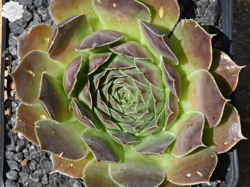 Korspelse Tagga / Jovi