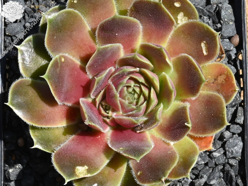 Mount Ulug Muztag / Jovi