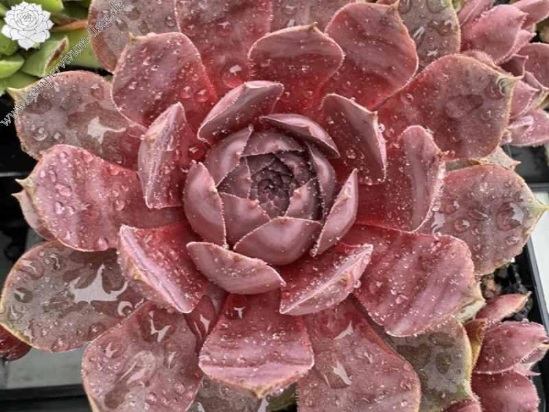 Chick Charms® Steel Appeal (NNG)