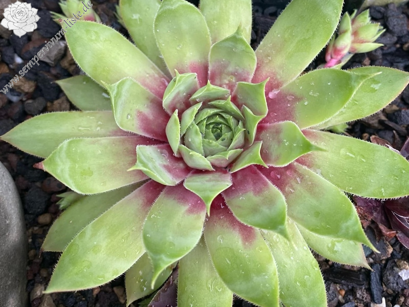 My Lemon Queen (NNG)