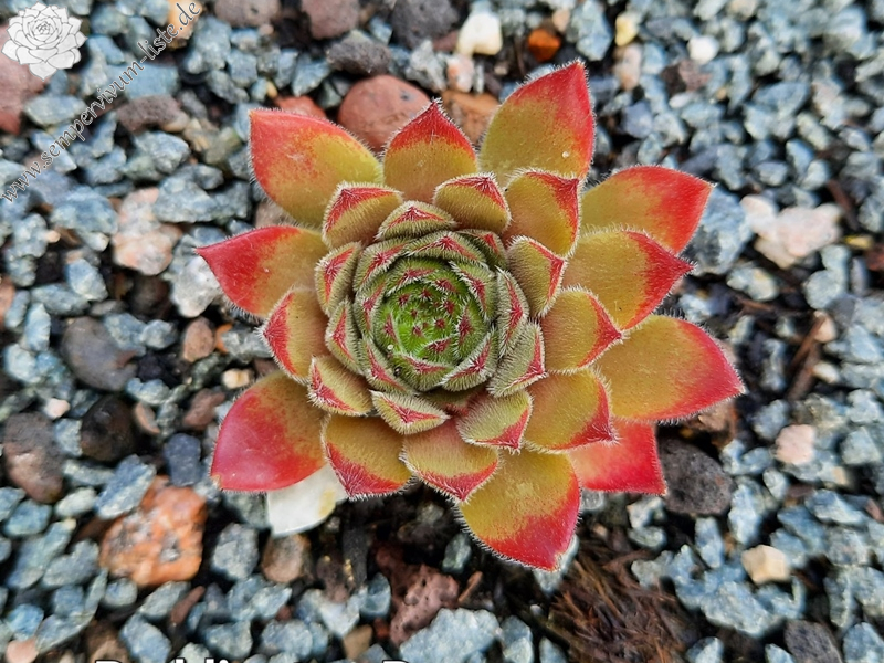 Paddington Bear (NNG)