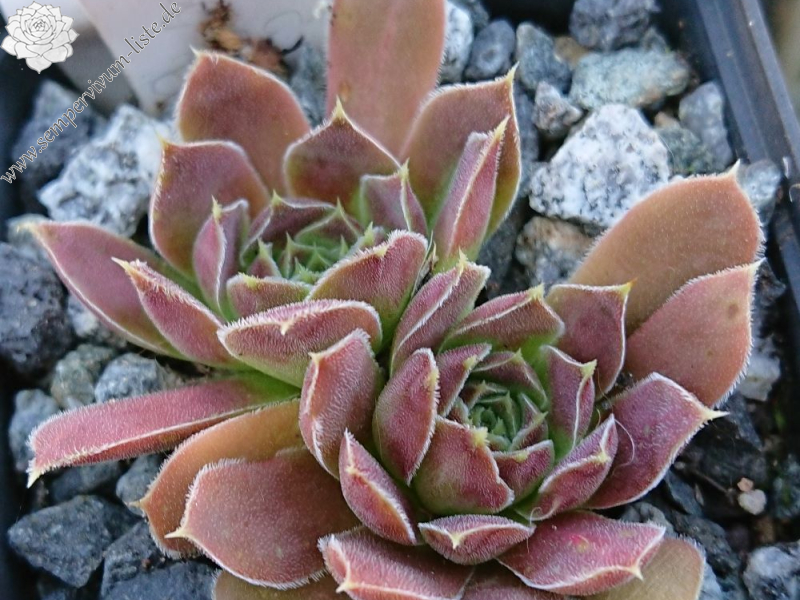 Korspelse Gipsy Rose