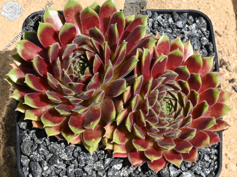 Seltrisa Feuer