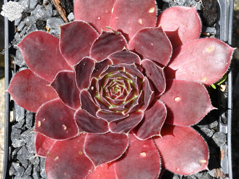 Azteken / Jovi