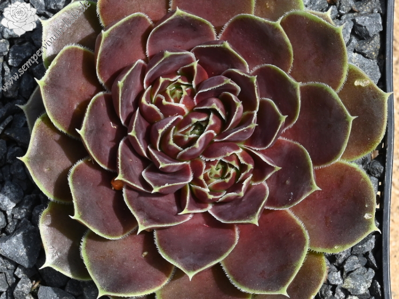 Korspelse Denisha / Jovi