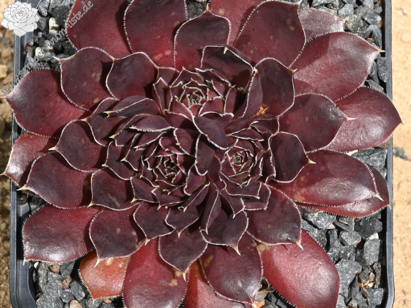 Korspelse Floteal / Jovi