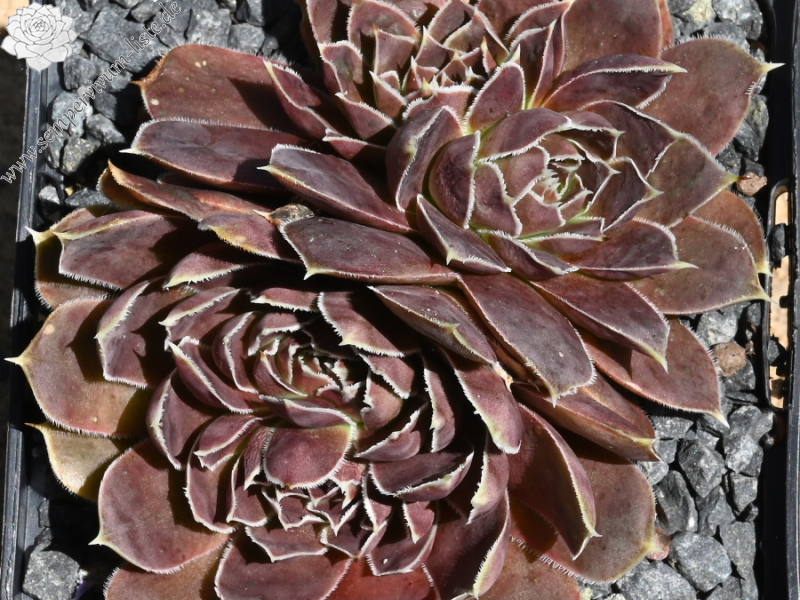 Korspelse Kolbrun / Jovi