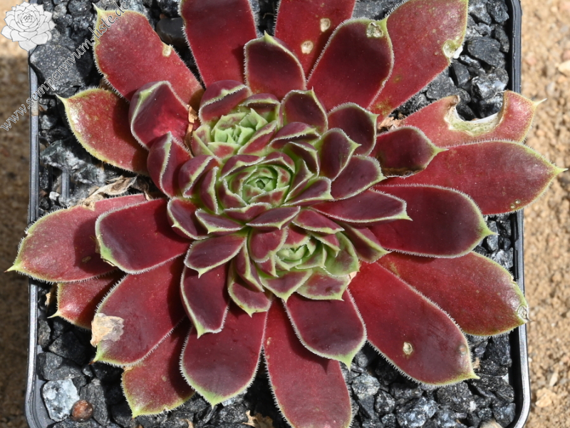 Korspelse Toinette / Jovi