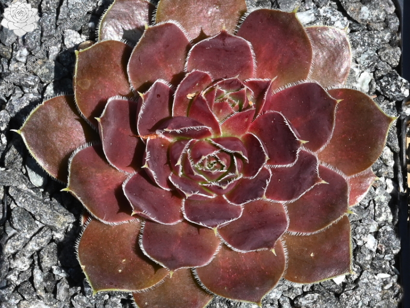 Mount Quechua / Jovi