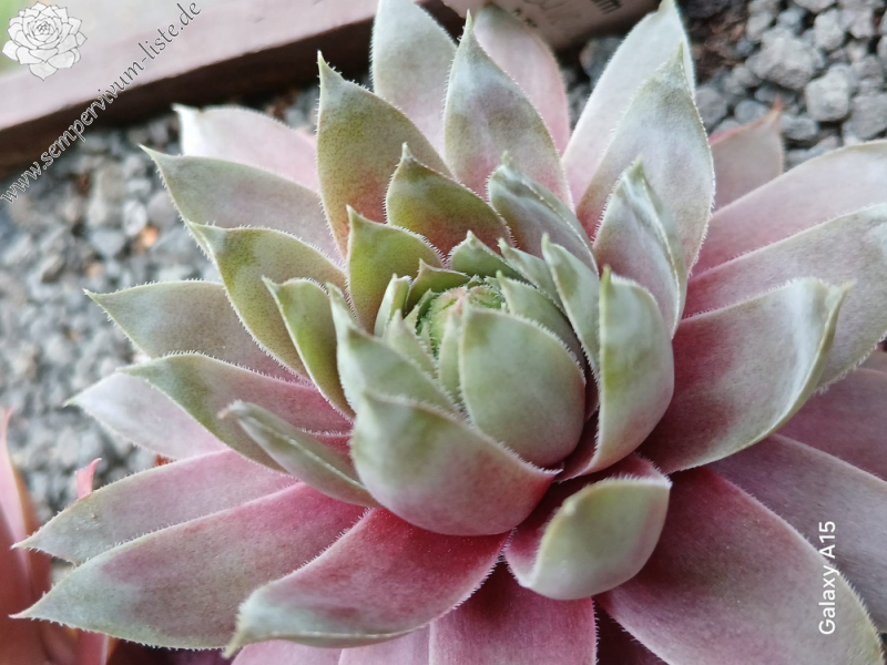 Lavender Ice (NNG)