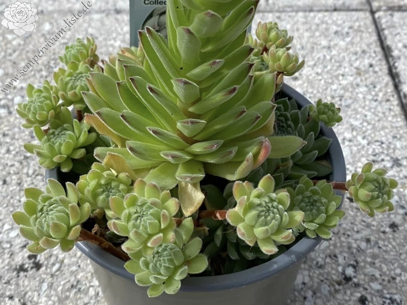 Chick Charms® Sugar Shimmer™ (NG)