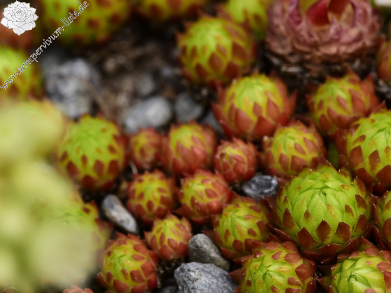 globiferum ssp. arenarium from Brandstatt, Kletterwand