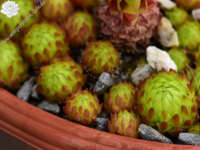 globiferum ssp. arenarium from Brandstatt, Kletterwand